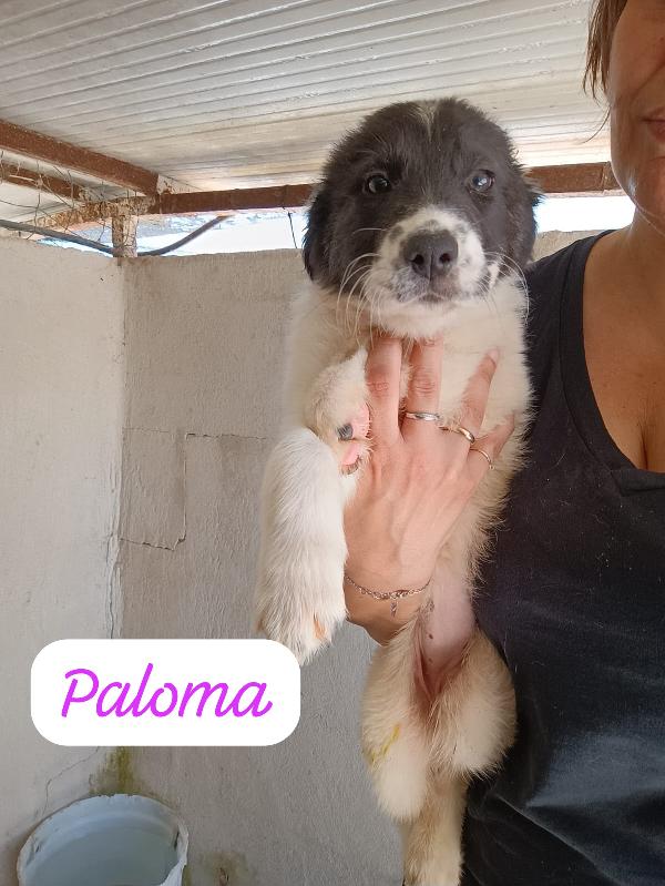 CUCCIOLI DI 2 MESI TAGLIA MEDIA Foto 2